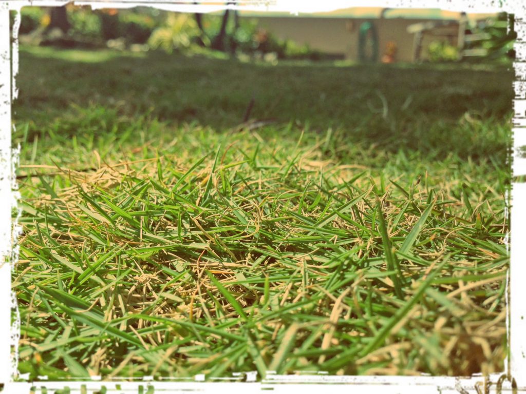island-style grass_WWLOR