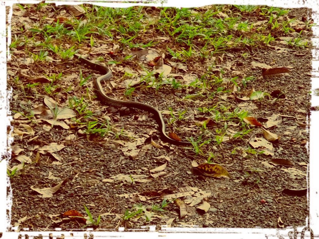 Here's one of the snakes that lives by my house. Sometimes I find him in the yard, or sometimes I find him outside the door to my deck. Sneaky bastard. The locals call this type of snake a "Captain Sawyer". Why? I don't know. Someone probably just made it up one time. That's what happens on islands.