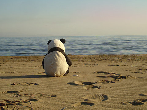 sad panda beach