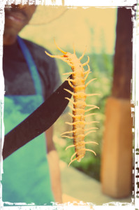El bicho - Dominican Centipede