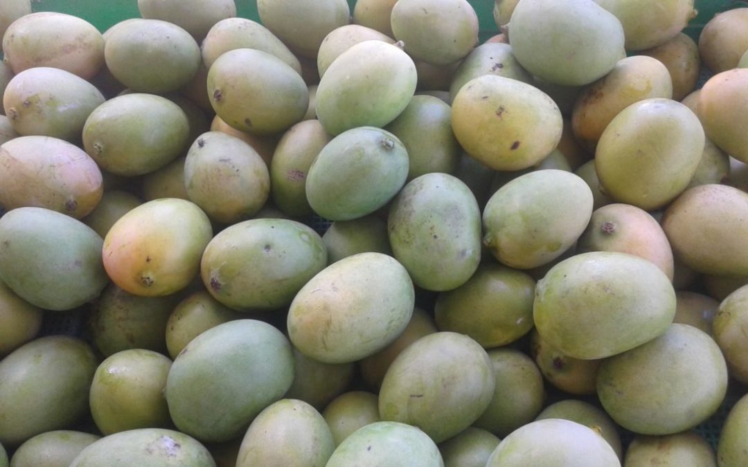 Mango Trees and Random Acts of Island Kindness