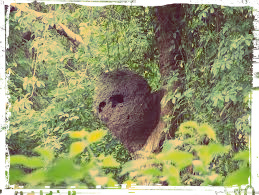termite nest_WWLOR