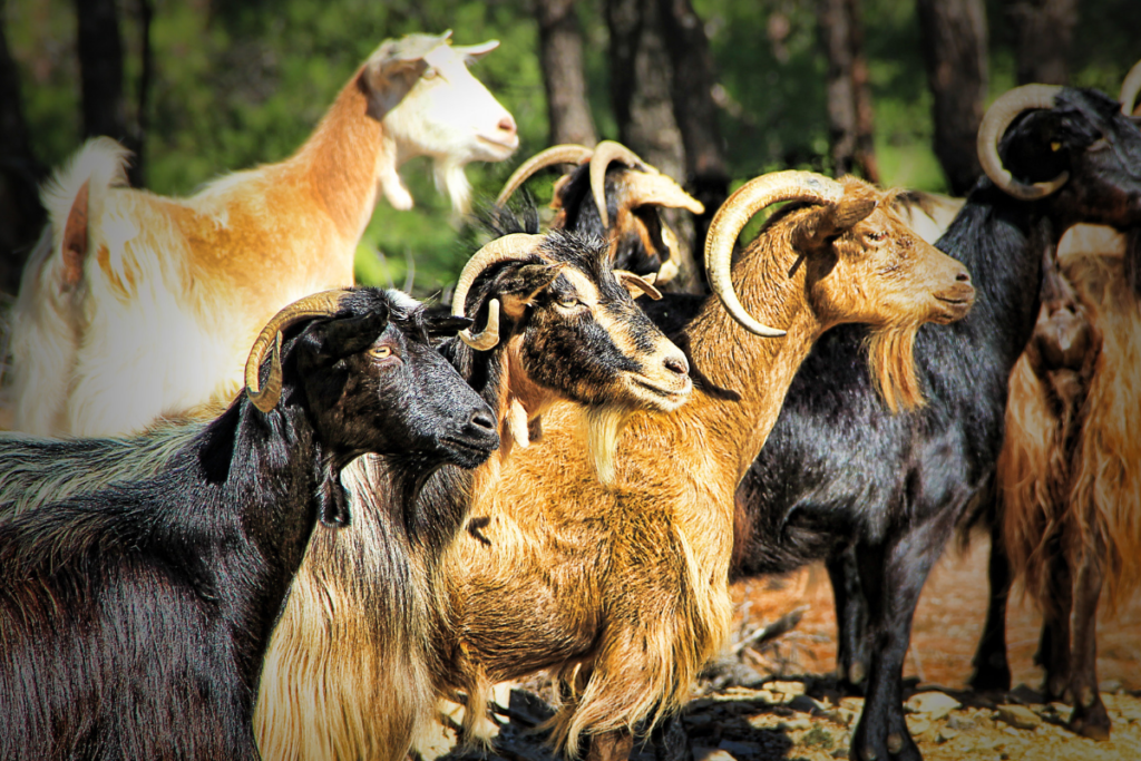 island goats
