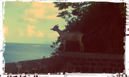 island goat_WWLOR