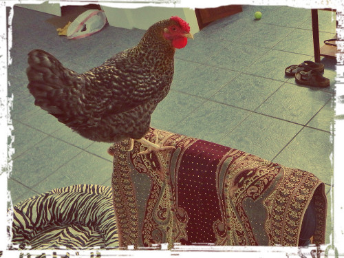 chicken in the house_WWLOR