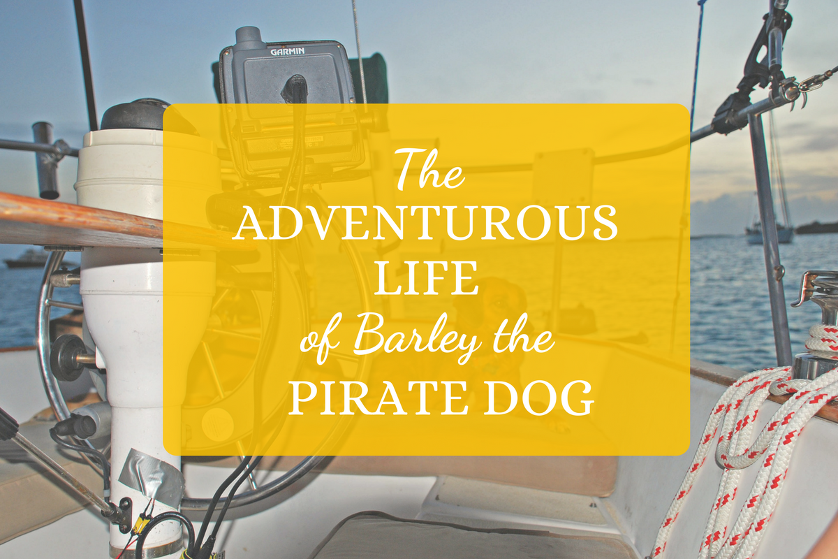 The Adventurous Life of Barley The Pirate Dog