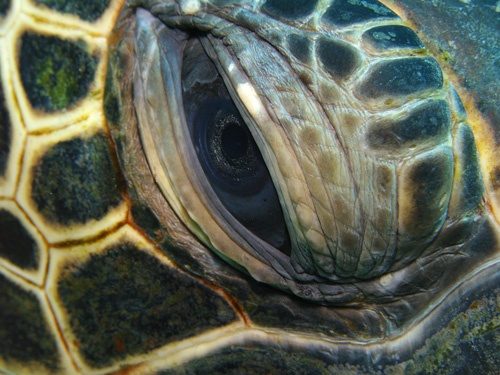 sea turtle eye