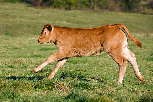 running cow in field
