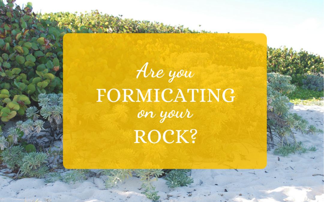 Are You Formicating on your Rock?