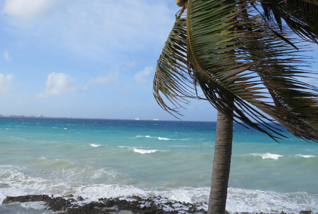 island storm hurricane Cayman Islands Caribbean palm tree stormy seas