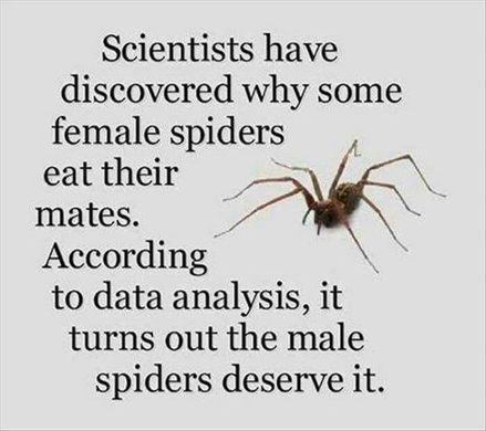 spider cheating man funny