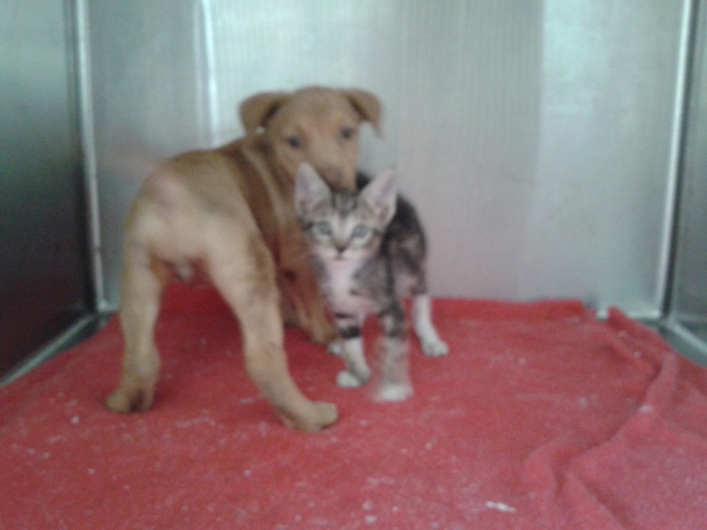 island life volunteering SXM PAWS rescue organization Caribbean island dogs cats