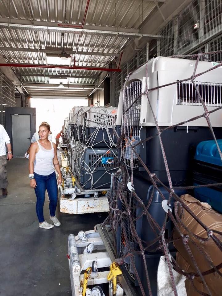 island life volunteering SXM PAWS rescue organization Caribbean island dogs cats evacuations