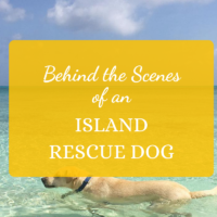 island rescue dog potcake The Bahamas pet adoption