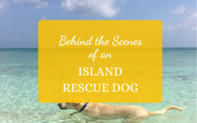 Behind the Scenes of an Island Rescue Dog