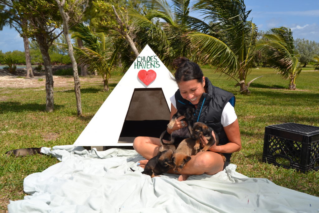rescue puppies potcakes Bahamas North Abaco
