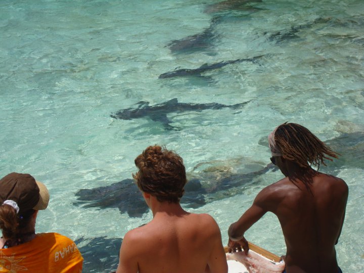 Bahamas sharks swim activities visit