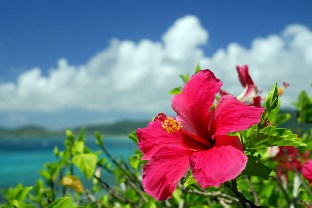 hibiscus flower beach seaside ocean views Caribbean tropical island