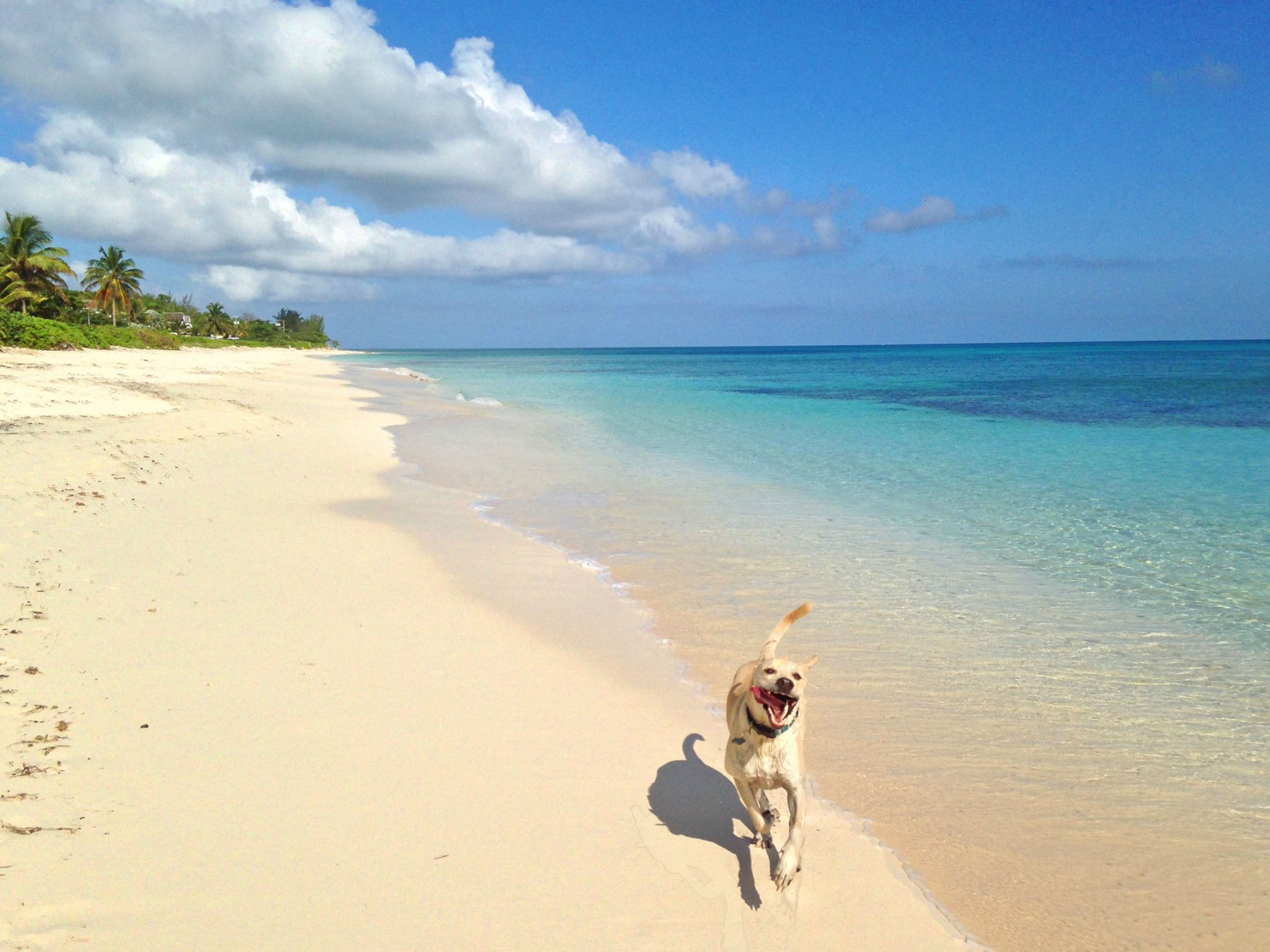 Behind the Scenes of an Island Rescue Dog | Women Who Live On Rocks