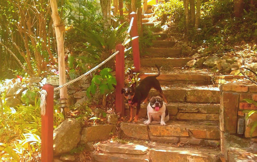 island dogs on St John Virgin Islands