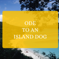 Ode to an Island Dog St John Virgin Islands rescue adoption story