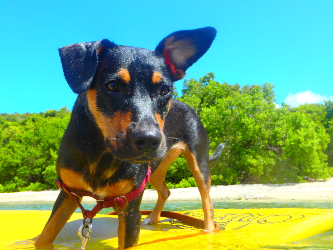 Ode to an Island Dog Women Who Live On Rocks