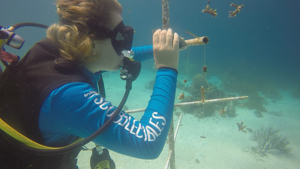 Nichole Danser Aruba ScubbleBubbles coral restoration project