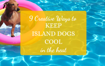 9 Creative Ways to Keep Island Dogs Cool in the Heat