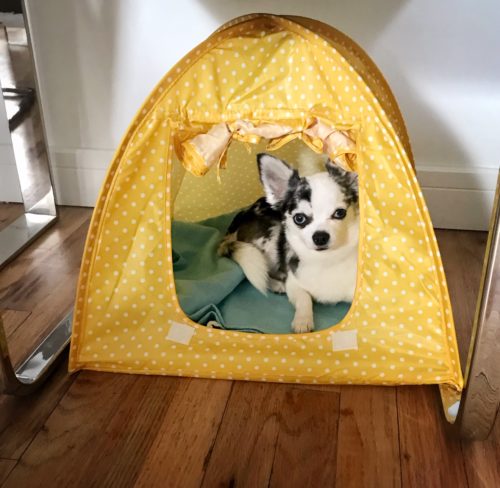 foldable tent for little dogs and cats