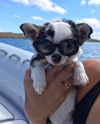 Chihuahua in Doggles