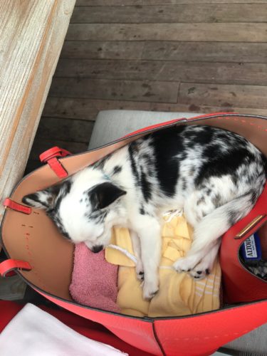 keeping purse dogs cool in the heat