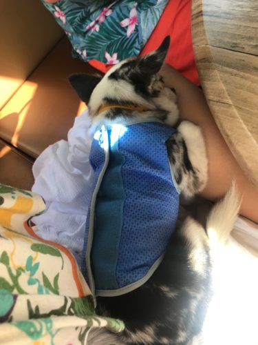 chill vest for dogs