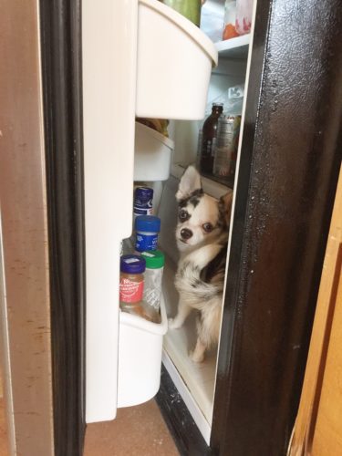 dog chilling out in the fridge