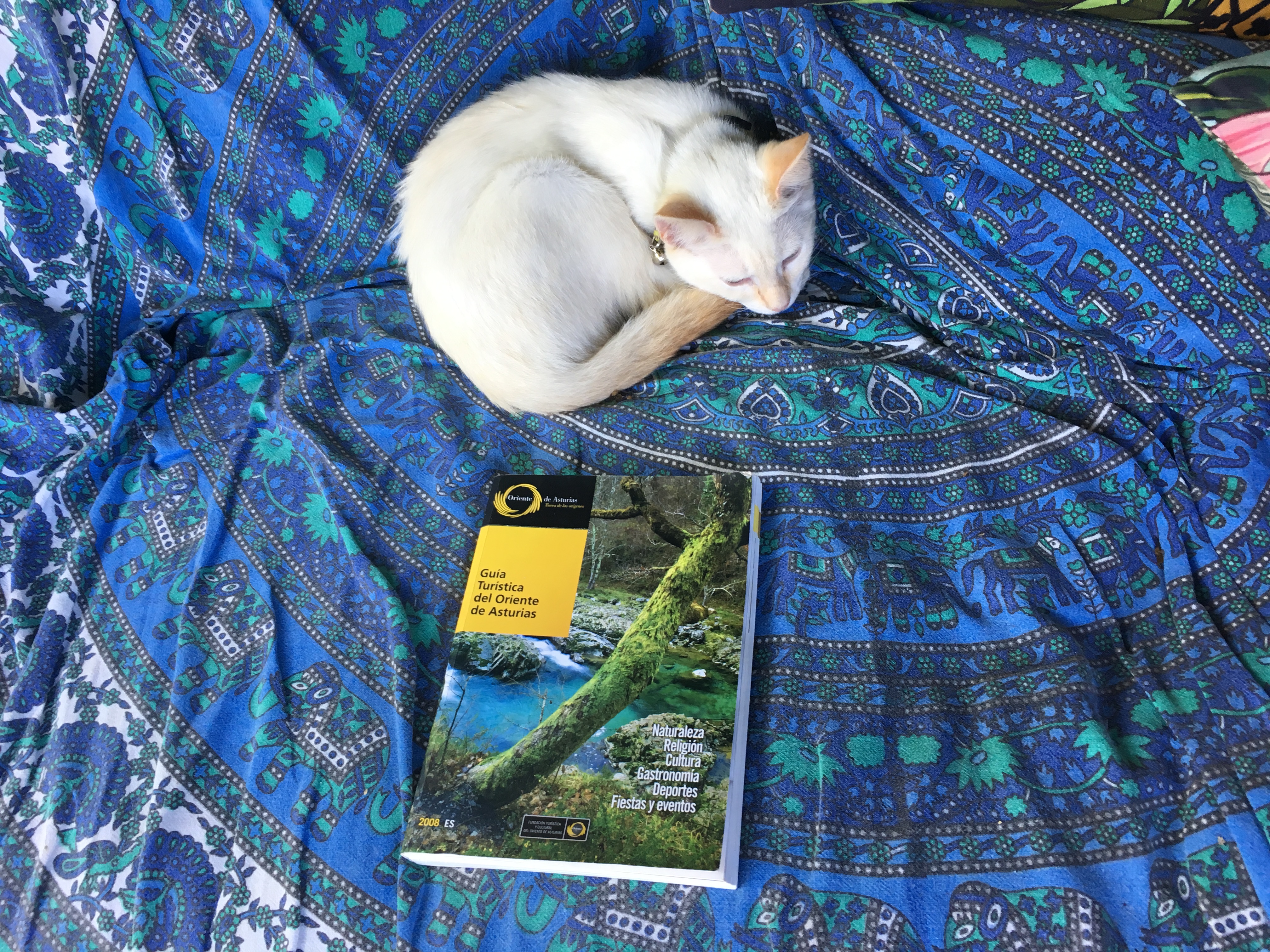 Cute white kitten curled up next to a guide book for Asturias Spain