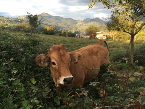 Cow in a field in Asturias Spain with mountains in the background