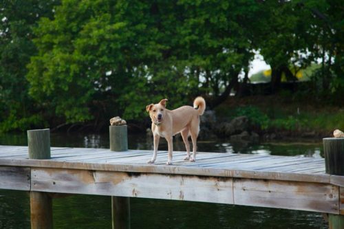 Happy island dog on a dock
