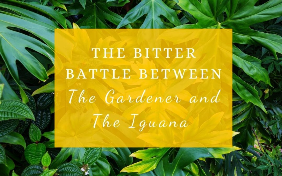 The Bitter Battle Between The Gardener and The Iguana