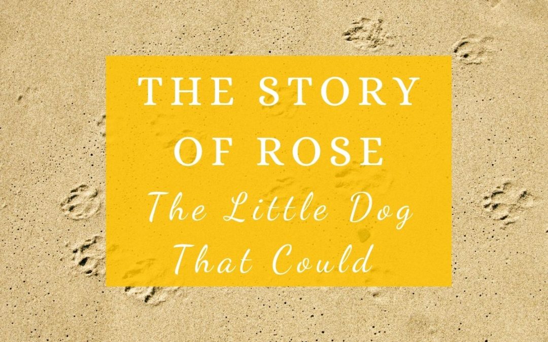 The Story of Rose – The Little Dog That Could