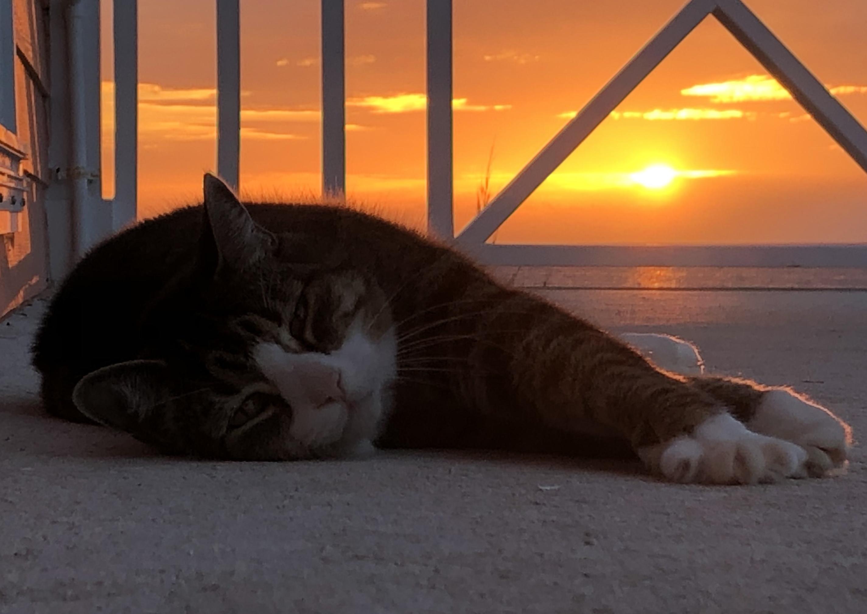 My cat loves to watch sunsets